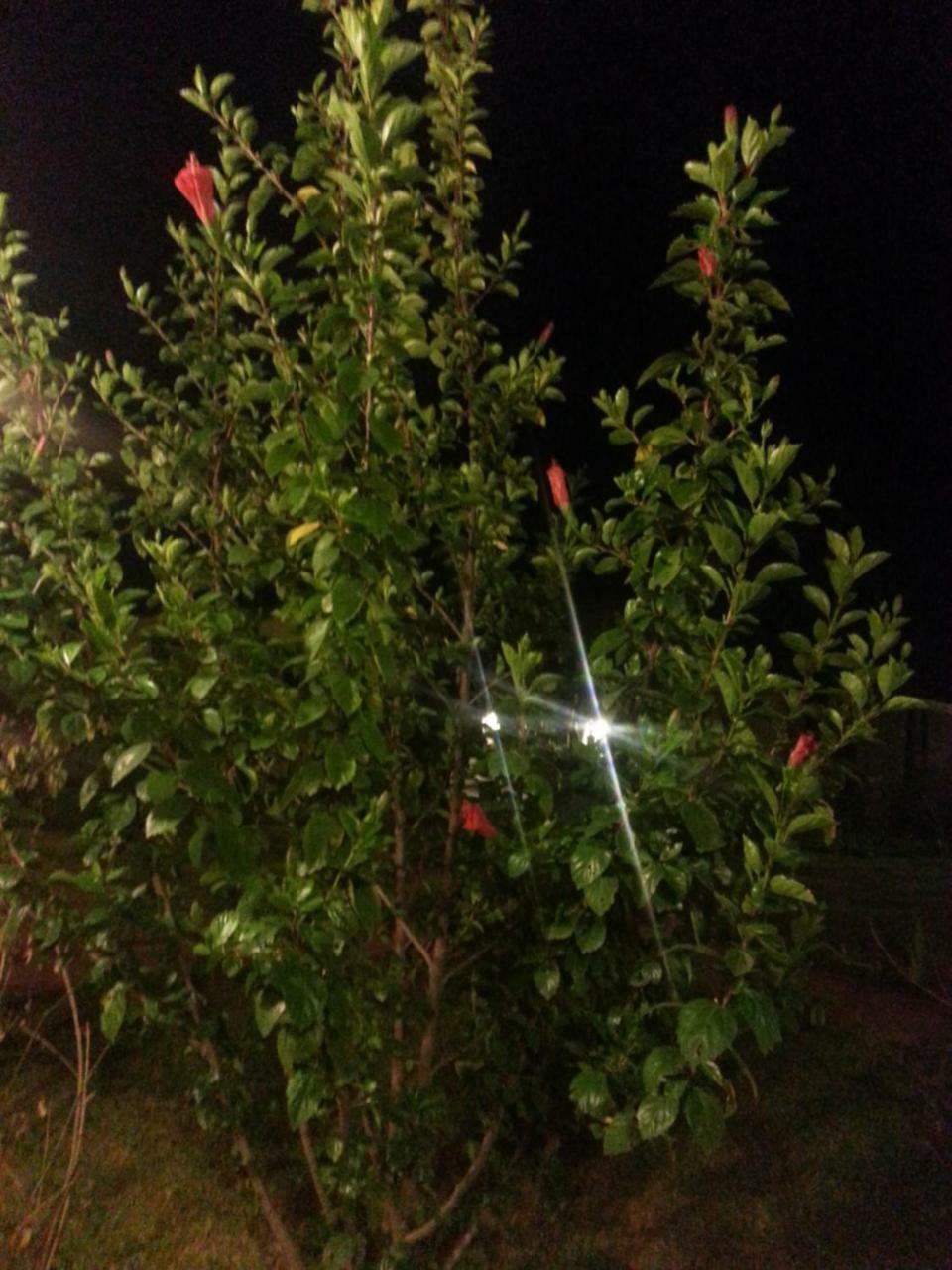 מלון Kokrobite Golden Lilies מראה חיצוני תמונה